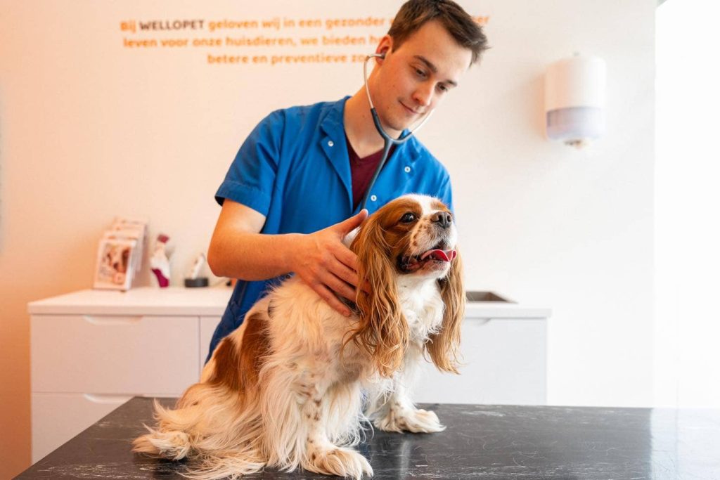 WelloPet dierenarts onderzoekt een hond